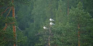 Black-headed Gulls (Chroicocephalus ridibundus)