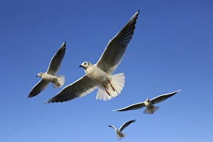 Black-headed gulls (Chroicocephalus ridibundus) in flight