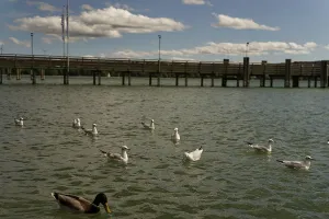 Category Wildlife DE Prints: Black-headed gulls on Lake Starnberg