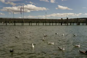 Category Wildlife DE Prints: Black-headed gulls on Lake Starnberg
