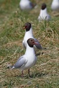 Black-headed gulls (Larus ridibundus)