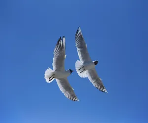 Black-headed Gulls (Larus ridibundus)