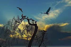 Black-headed gulls (Larus ridibundus) in the evening mood