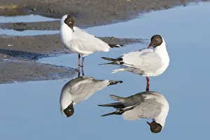 Two Black-headed gulls (Larus ridibundus) reflected in the water
