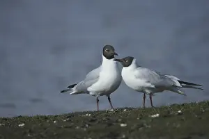 Two black-headed gulls mating (Larus ridibundus)