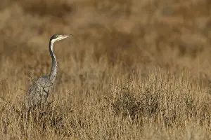 Black-headed Heron (Ardea melanocephala)