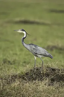 Black-headed Heron (Ardea melanocephala)