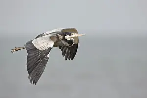 Black-headed Heron (Ardea melanocephala) flying