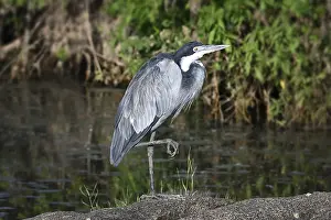 Black-headed heron (Ardea melanocephala) stands by a pond