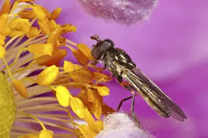 Black-headed hoverfly, Black-headed hoverfly