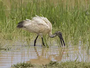 Black-headed Ibis (Threskiornis melanocephalus) foraging