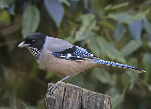Black-headed Jay (Garrulus lanceolatus)