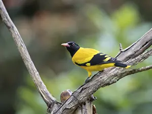 Black-headed oriole (Eurasian Golden Oriole xanthornus)