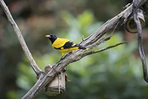 Black-headed oriole (Eurasian Golden Oriole xanthornus)