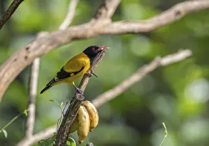 Black-headed oriole (Eurasian Golden Oriole xanthornus)