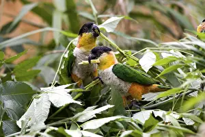 Black-Headed Parrot (pionites melanocephala)
