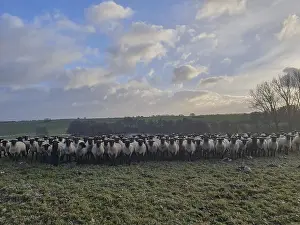 Black-headed sheep on pasture, Mecklenburg-Western Pomerania