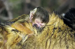 Black-headed squirrel monkey, juvenile