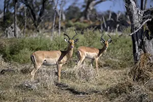 Black-heeled antelopes or impalas (Aepyceros melampus) near Atzaro Camp