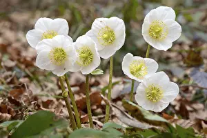 Black hellebore (Helleborus niger)