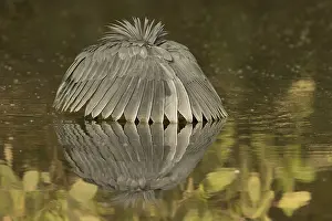Black Heron (Egretta ardesiaca) foraging