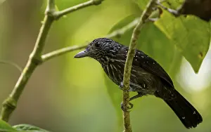 Black-hooded antshrike (Thamnophilus bridgesi) sitting on a branch