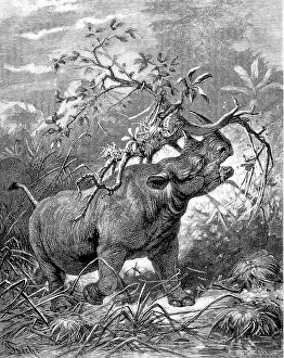 Black or hook-nosed rhinoceros