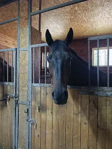 Category Wildlife DE Prints: A black horse stands in a stall