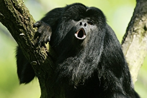 Black howler (Alouatta caraya)