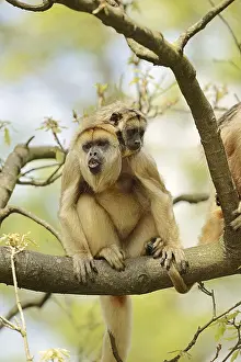 Black howler (Alouatta caraya)