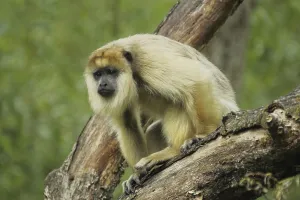 Black howler (Alouatta caraya)