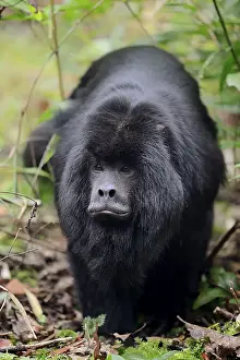 Black howler (Alouatta caraya), male