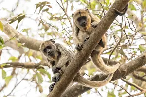 Black howler (Alouatta), juvenile