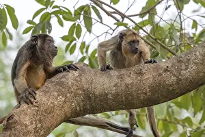 Black howler (Alouatta), juvenile