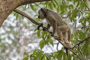 Black howler (Alouatta), juvenile
