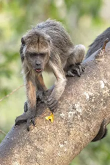 Black howler (Alouatta), juvenile