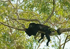 Black howler (Alouatta) male, Pantanal
