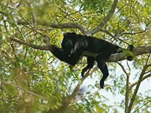 Black howler (Alouatta) male, Pantanal