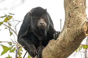 Black howler (Alouatta), Pantanal