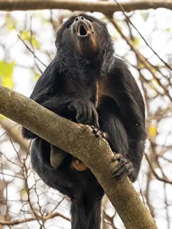 Black howler (Alouatta), Pantanal
