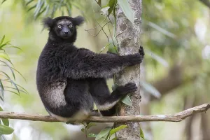 Black Indri (Indri indri) in the rainforest