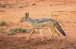 A black back Jakal (Canis mesomelas) in Tsavo West National Park