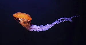 Black Jellyfish or Black Sea Nettle (chrysaora achlyos)
