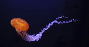 Black Jellyfish or Black Sea Nettle (chrysaora achlyos)