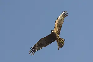 Black Kite which is locally known as Amora