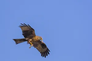 Black kite (Milvus migrans)