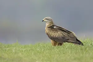 Black kite (Milvus migrans)