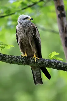 Black Kite (Milvus migrans), adult