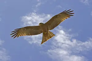 Black Kite (Milvus migrans), Africa