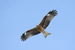 Black Kite (Milvus migrans) in flight